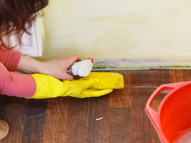 Best Mold Prevention Services  in Greenvle, IL